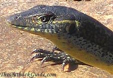 Australian Goanna Australian Goanna