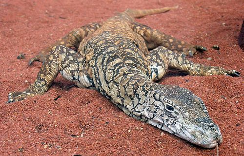 Australian Perentie at Perth Zoo