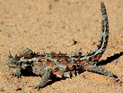 Thorny Devil