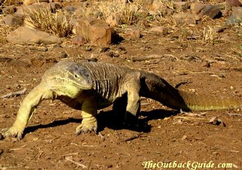 Big Sand Goanna