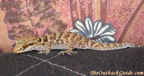 Australian gecko lizard