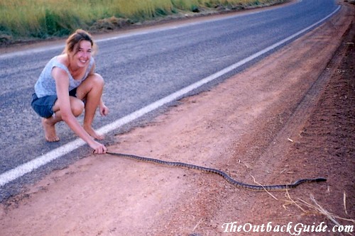 My first encounter with an Australian snake: a rock python on the road