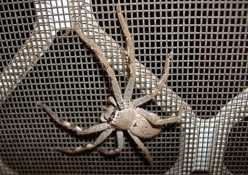 Australian Spiders, Venomous Redback Spider, Poisonous Funnel Web Spider
