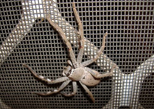 Huntsman Spider