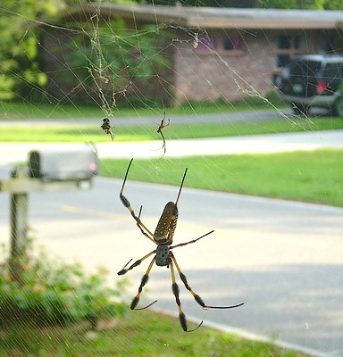 Australian Spiders: What Travelers Need to Know to Stay Safe