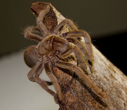 Australian Tarantula Australian Tarantula