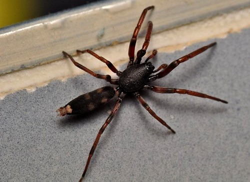 White-tailed Spider