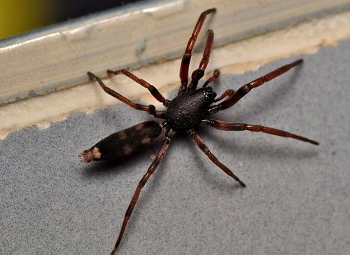 White-tailed Spider White-tailed Spider