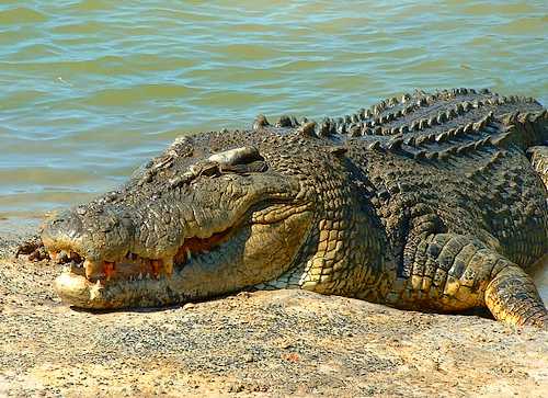 Dangerous Wildlife in Australia Dangerous Wildlife in Australia