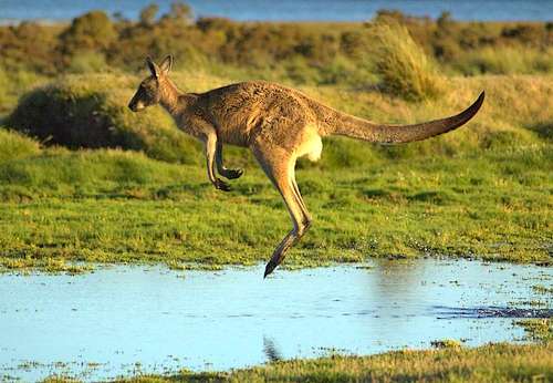 Bærbar kant landing Australian Kangaroos