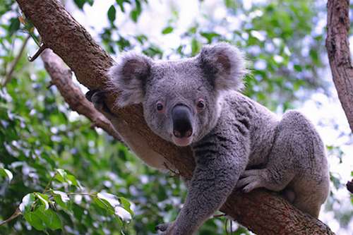 Well, the koala is not an Australian Outback animal, but it39;s so 