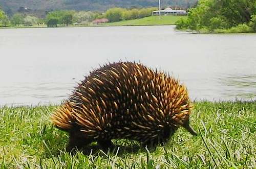 Unusual Australian Wildlife: Echidna Unusual Australian Wildlife: Echidna