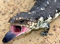 Blotched Blue Tongue