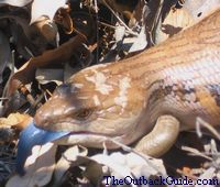 Blue Tongue Lizard