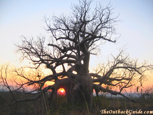 Boab tree Boab tree