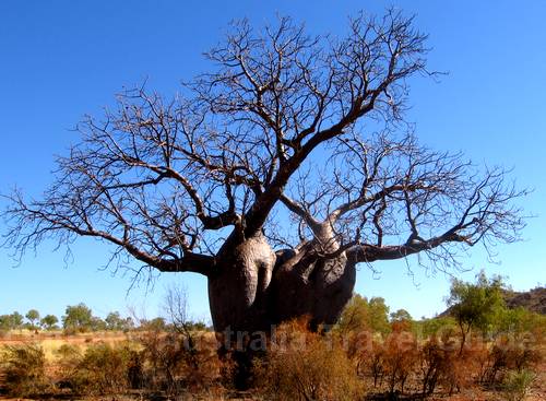 Bottle tree with two trunks Bottle tree with two trunks