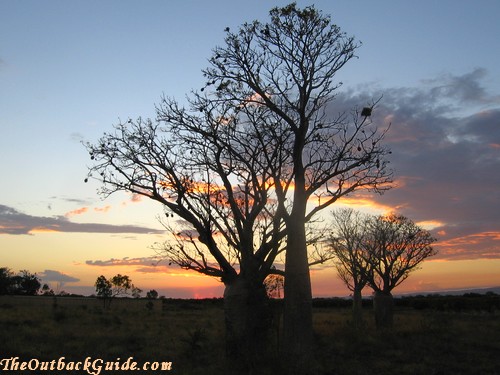 Bottle trees at sunset