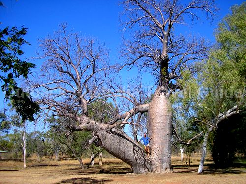 Boab tree at Bullita Homestead Boab tree at Bullita Homestead