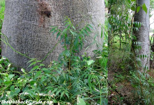 Neem seedlings under boab trees Neem seedlings under boab trees