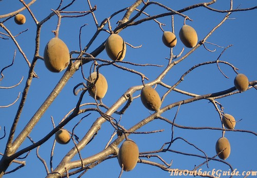 Boab Nuts Boab Nuts