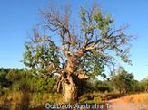 A boab tree already sprouting leaves for the upcoming wet season