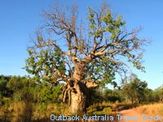 A boab tree already sprouting leaves for the upcoming wet season A boab tree already sprouting leaves for the upcoming wet season