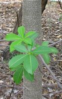 Leaves and bark of a young boab tree.