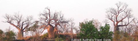 Boab Trees