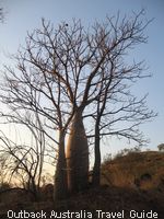 Middle aged boab trees Middle aged boab trees