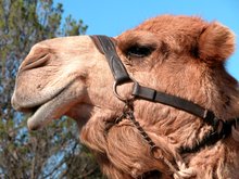 Camel in Australia