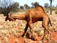 Wild camel in Australia Wild camel in Australia