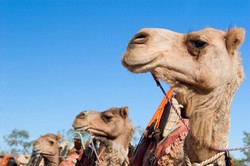 Camel train in Australia Camel train in Australia