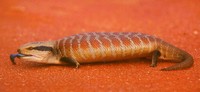 Central Blue-Tongue Skink Central Blue-Tongue Skink