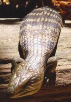 Common Blue-Tongue Lizard Common Blue-Tongue Lizard