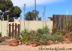 Faye's Desert Garden Faye's Desert Garden