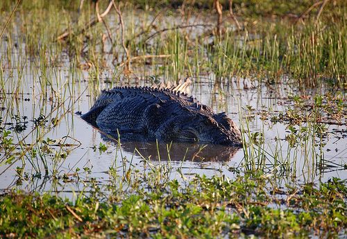 a crocodile you can see is not as dangerous as one that you can't see...