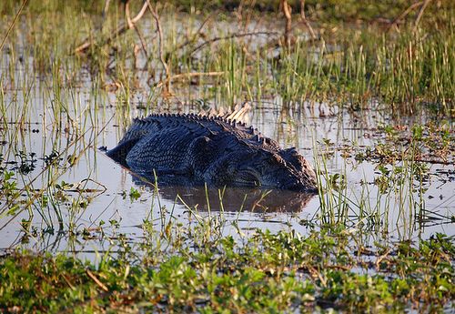 a crocodile you can see is not as dangerous as one that you can't see... a crocodile you can see is not as dangerous as one that you can't see...