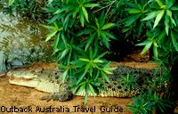 The most dangerous of all Australian animals: the saltwater crocodile