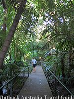 Rainforest in Darwin City