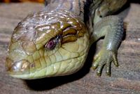 Eastern Blue-Tongued Lizard