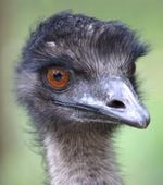 Emu Emu