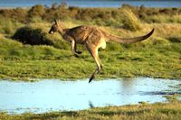 Red Kangaroo Red Kangaroo