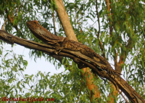 Frilled lizard on a tree