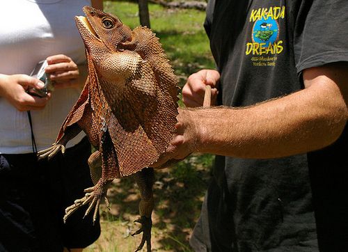 Holding a frilled-neck lizard Holding a frilled-neck lizard