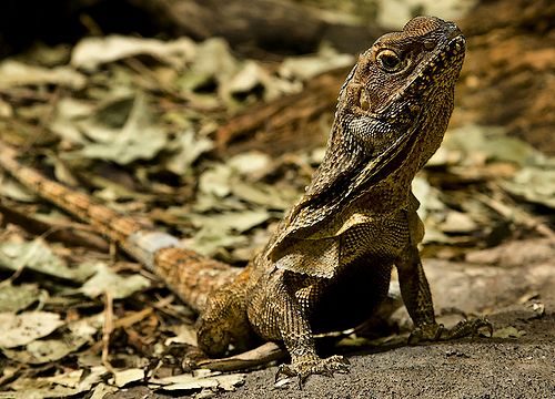 camouflaged lizard