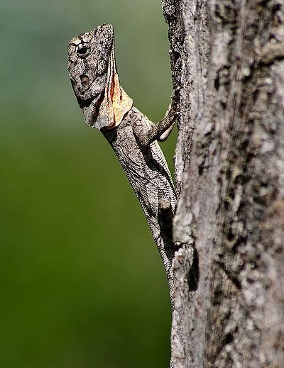 well camouflaged indeed well camouflaged indeed