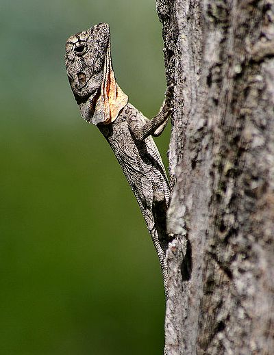 australian frilled lizards