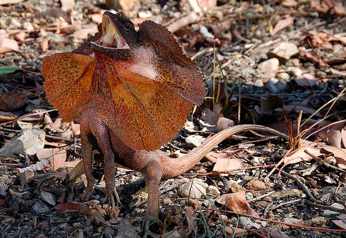 opening the frill