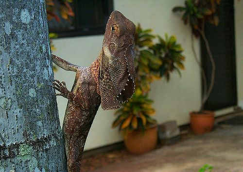 Frilled lizards often live in gardens Frilled lizards often live in gardens