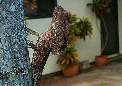 Frilled lizards often live in gardens